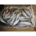 low price frozen mackerel